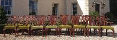 22 dining chairs debenham house 14 and 8 incl 4 the singles 22w 22d 18½hs 39h the carvers 25w _12.jpg